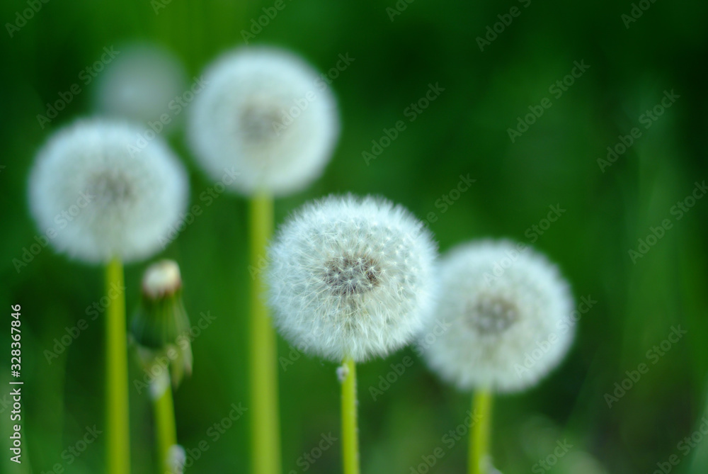 dandelions are fluffy white in summer dandelions are fluffy white in summer