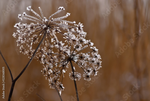 frost on flowers grass in winter on a brown background © fotofotofoto