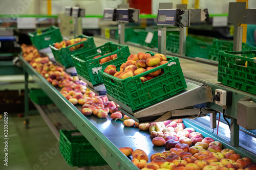 Fresh peaches on conveyor of modern tech production sorting line