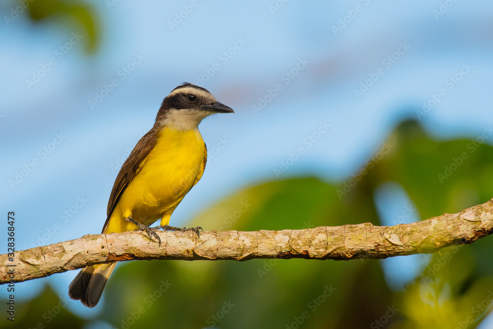 Fototapeta premium Bem ti vi