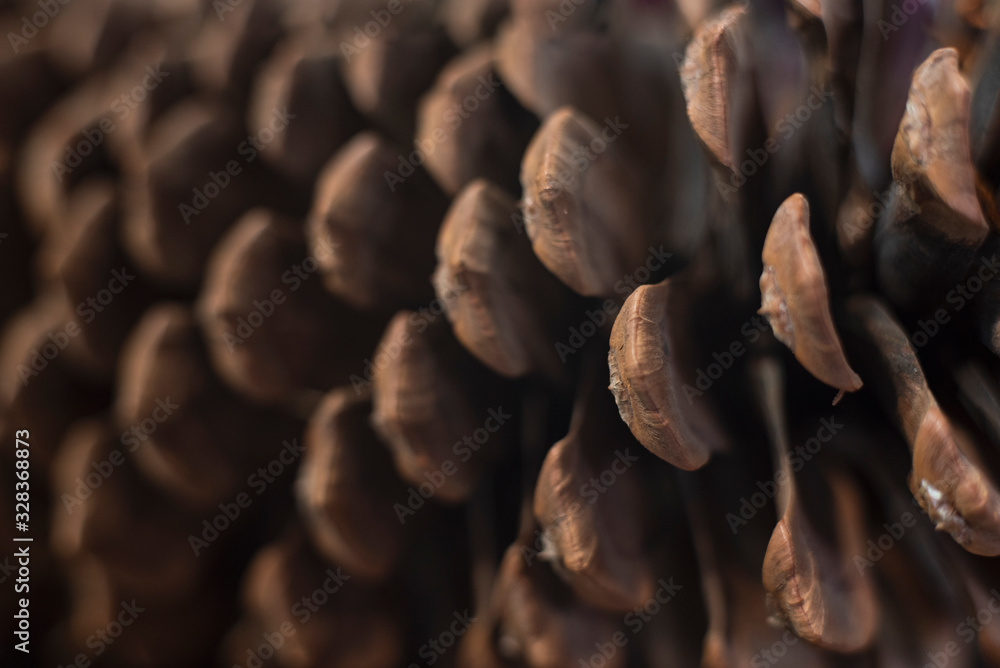 Pine Cones Background Close-up of a pinecone Pine Cones Background Close-up of a pinecone