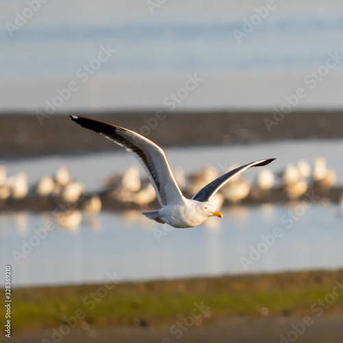 Birds of Bolsa Chica Wetlands