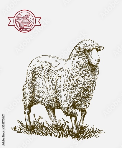 sketch of sheep drawn by hand. animal husbandry