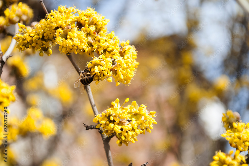 Yellow flowers. The concept of the arrival of spring.Honey production. Flowering apple tree in spring. Blooming tree, close up. Honey Bee collects pollen from fruit tree. Dogwood tree in bloom. Yellow flowers. The concept of the arrival of spring.Honey production. Flowering apple tree in spring. Blooming tree, close up. Honey Bee collects pollen from fruit tree. Dogwood tree in bloom.