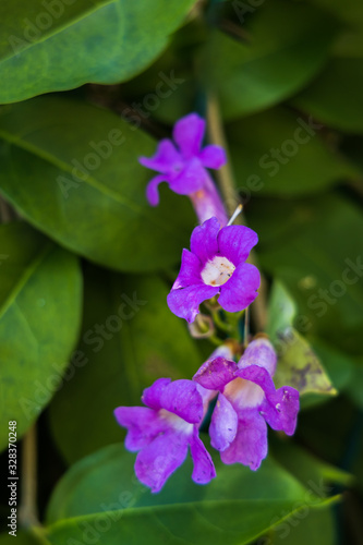 Streptocarpus, purple flower close-up