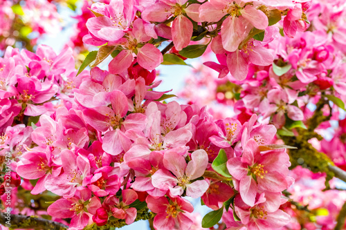 Pink apple tree blossom in garden.
