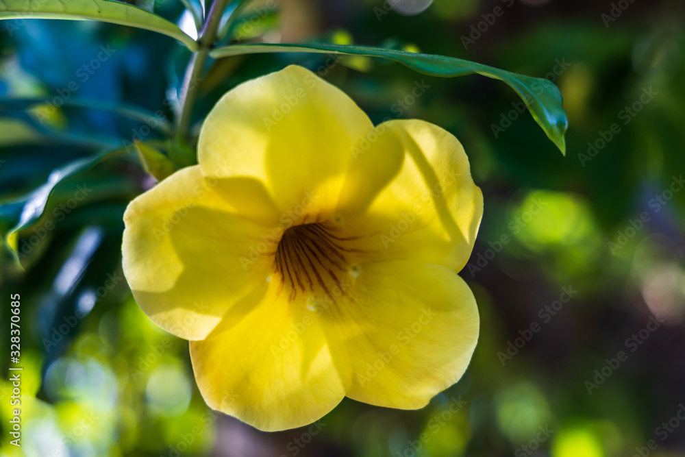 Obraz premium Allamanda, yellow flower bloom close-up