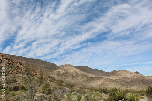 The transition from Winters end to Springs beginning transforms the Southern Mojave Desert from barren to bustling with native ecology in Joshua Tree National Park.