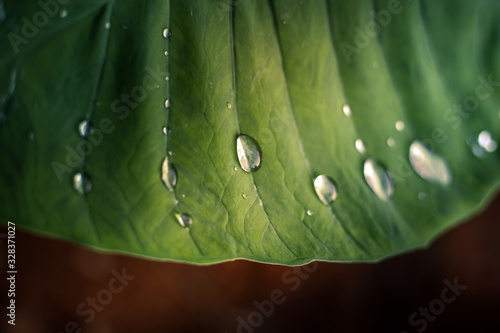 Green textured Colocasia Yam leaf with water droplets close up shot photo