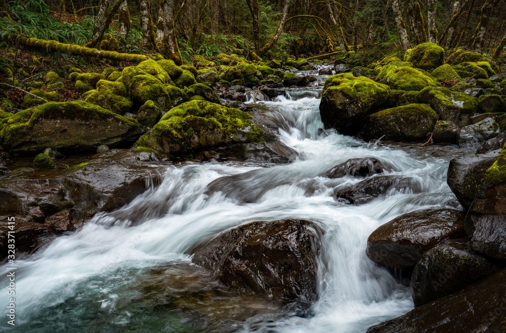 Creek in the foregon forest