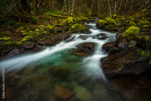 Tumble Creek flowing through the forest