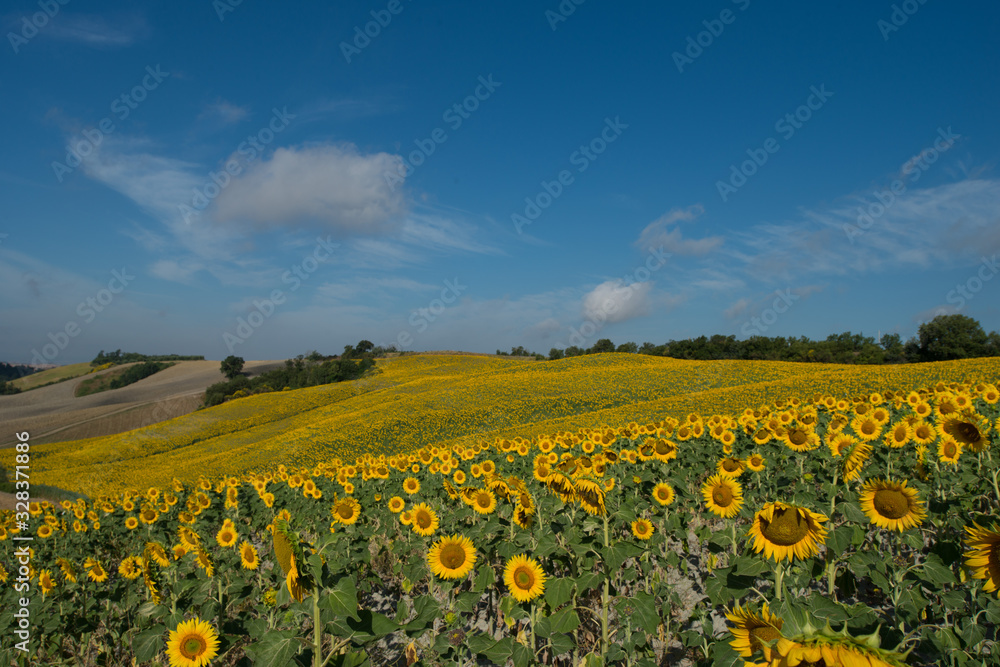 Obraz premium girasoli