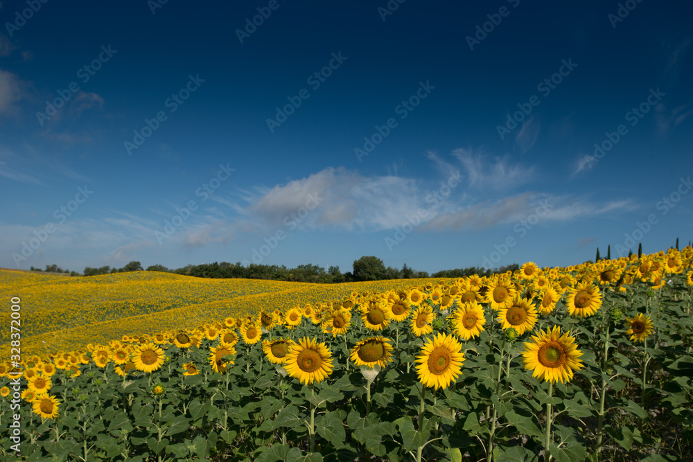 Obraz premium girasoli