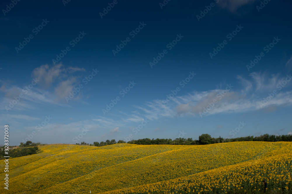 Fototapeta premium girasoli