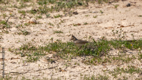 Single skylark in the grass