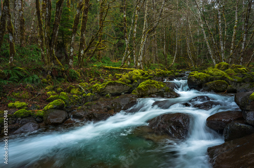 Fototapeta Naklejka Na Ścianę i Meble -  Creek flowing through the forest