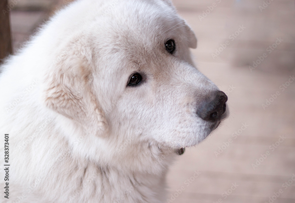 Muzzle of a large white dog close up Maremma Abruzzese shepherd Muzzle of a large white dog close up Maremma Abruzzese shepherd