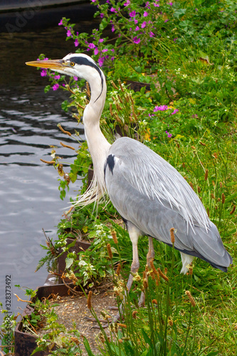 Grey heron standing on the bank of the river Lea in Tottenham photo