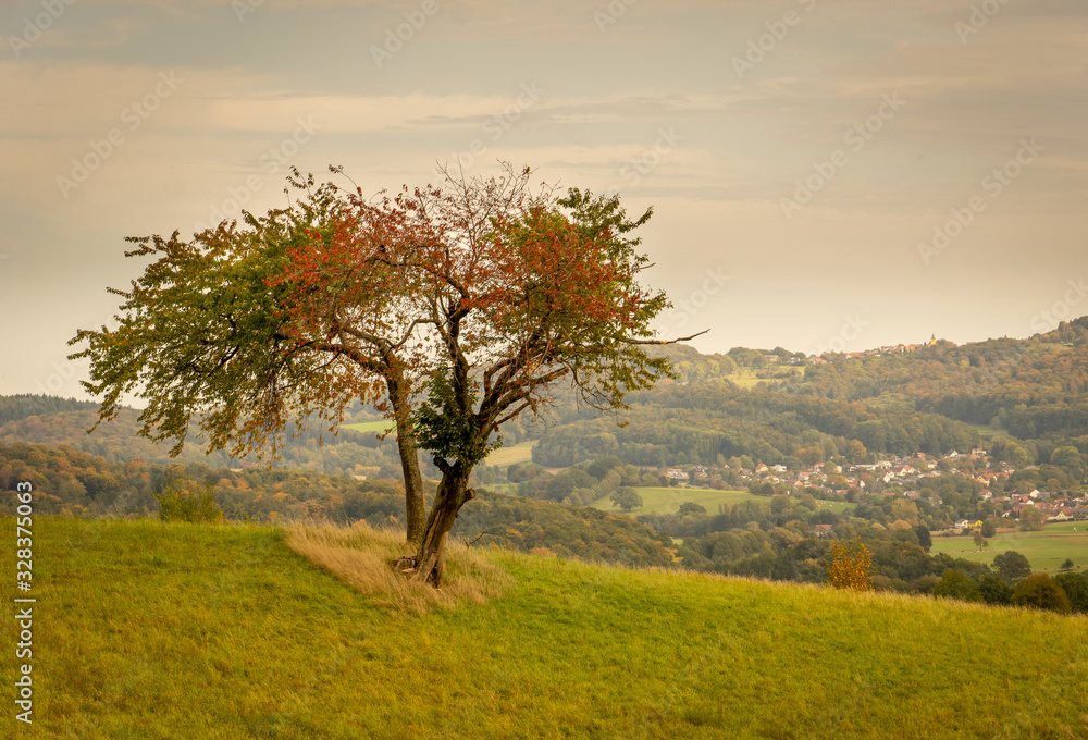 single tree in a meadow with autumn leaves, in the background the mountains of the open forest and in the distance a village single tree in a meadow with autumn leaves, in the background the mountains of the open forest and in the distance a village