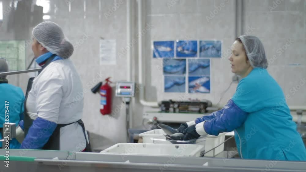 The controller checks the quality of fish and distributes it on a conveyor belt for further packaging at seafood factory. The controller checks the quality of fish and distributes it on a conveyor belt for further packaging at seafood factory.