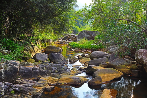 river stream in the forest