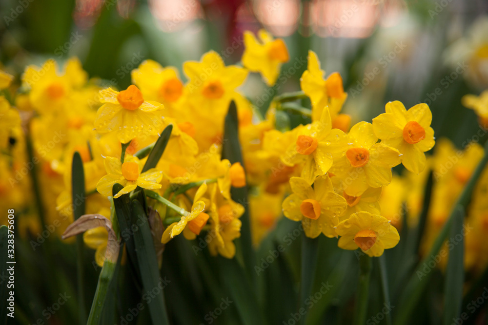 Tulip. Spring background of colorful flowers in the garden Tulip. Spring background of colorful flowers in the garden