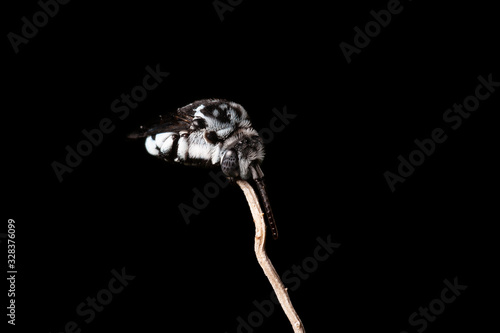 Close-up of a sleeping Sweat Bee photo