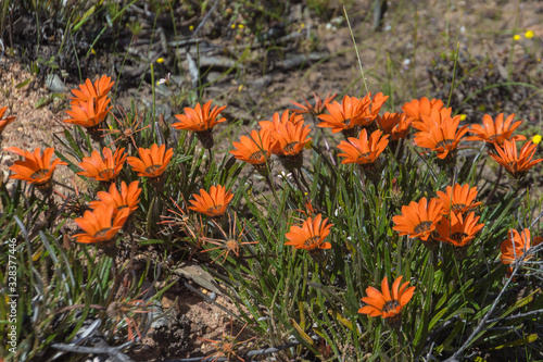 Gazania krebsiana auf dem Gifberg, VanRhynsdorp, Western Cape, Südafrika photo