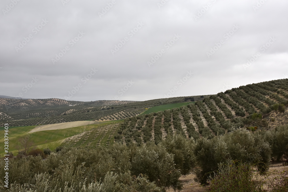 Naklejka premium Black clouds loom over the olive grove in Andalusia