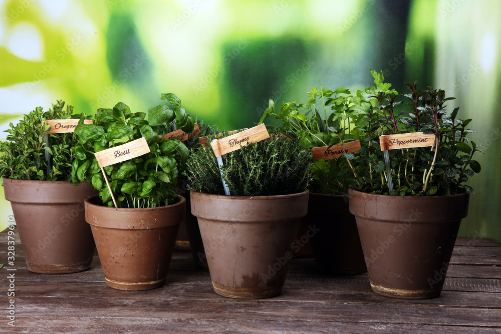 Homegrown and aromatic herbs in old clay pots. Set of culinary herbs. Green growing sage, oregano, thyme, savory, mint and oregano with lavender with labels Homegrown and aromatic herbs in old clay pots. Set of culinary herbs. Green growing sage, oregano, thyme, savory, mint and oregano with lavender with labels