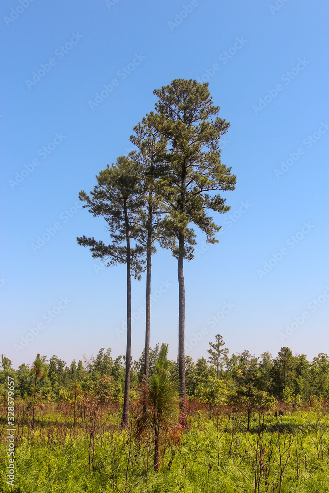 Obraz premium Sumpfkiefer (Pinus palustris) in Virginia, USA