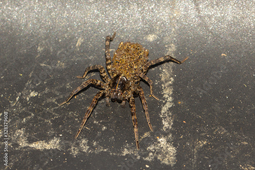 Wolfsspine mit Kindern in Virginia  Spiderling