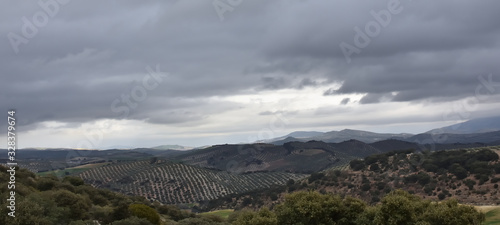 Wallpaper Mural Black clouds loom over the olive grove in Andalusia Torontodigital.ca