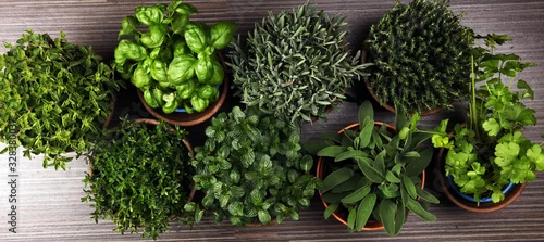 Panel kuchenny z motywem Homegrown and aromatic herbs in old clay pots. Set of culinary herbs. Green growing sage, oregano, thyme, savory, mint and oregano with lavender