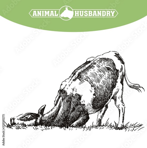 breeding cow. animal husbandry. livestock illustration on a white