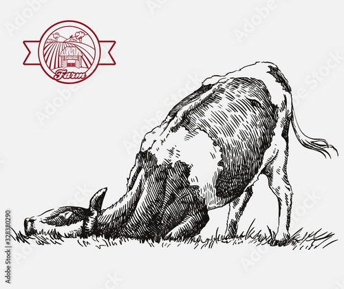 breeding cow. animal husbandry. livestock illustration on a grey