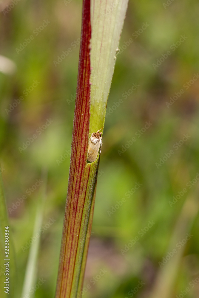 Exyra semicrocea in Sarracenia leucophylla im Splinter Hill Bog, Alabama, USA Exyra semicrocea in Sarracenia leucophylla im Splinter Hill Bog, Alabama, USA