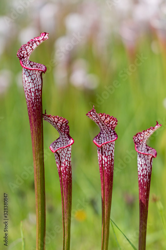 Sarracenia leucophylla im Splinter Hill Bog, Alabama, USA photo