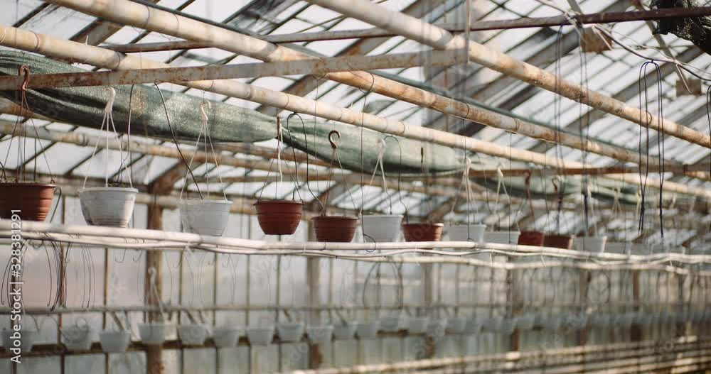 Agriculture - sorted pots with seedlings in greenhouse Agriculture - sorted pots with seedlings in greenhouse