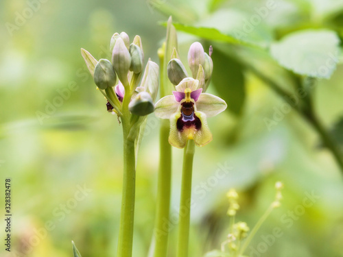 Sicilian Spring Orhids photo