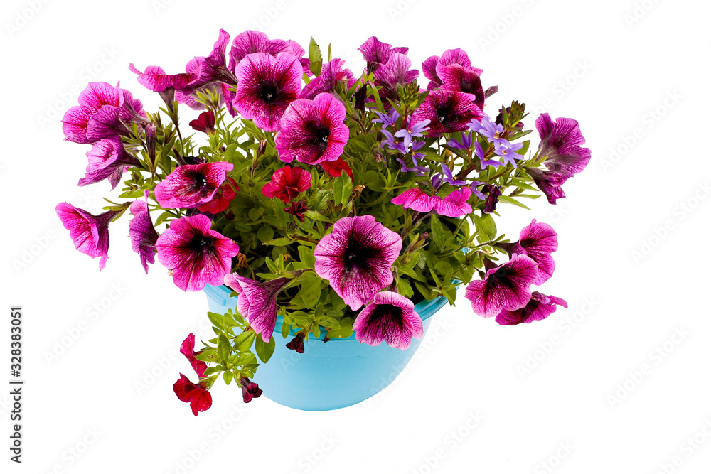 A potted purple petunia planted isolate on white. A potted purple petunia planted isolate on white.