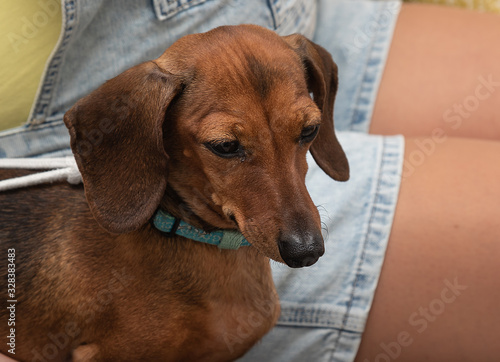 Portrait of a brown dachshund next to the owner. Close-up