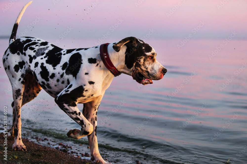 Happy purebred dog playing on seashore in dusk
