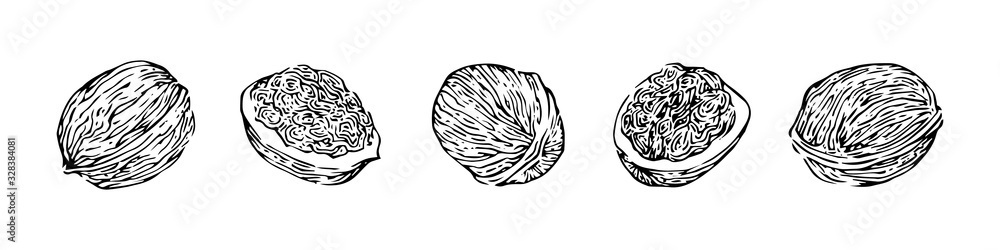 Hand drawn walnuts set, ink drawing sketch vector illustration, black isolated botanical illustration on white background Hand drawn walnuts set, ink drawing sketch vector illustration, black isolated botanical illustration on white background
