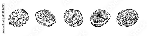 Hand drawn walnuts set, ink drawing sketch vector illustration, black isolated botanical illustration on white background
