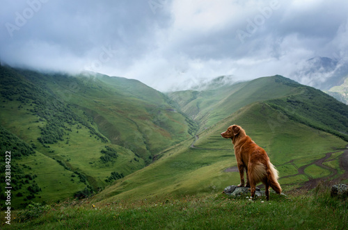 Mountain landscape with a dog. A trip to Georgia. Pet on a background of beautiful nature. Nova Scotia Retriever on a trip © annaav