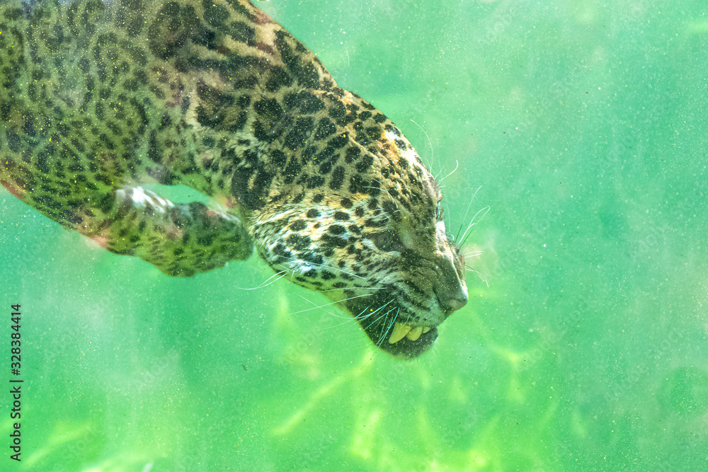 Obraz premium Jaguar diving in the water, beautiful animal