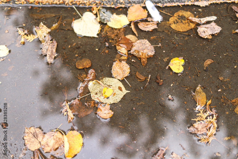 Obraz premium Autumn leaves on puddle
