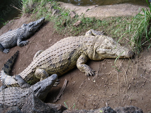 visiting a safari in south africa  coming face to face with several african crocodiles