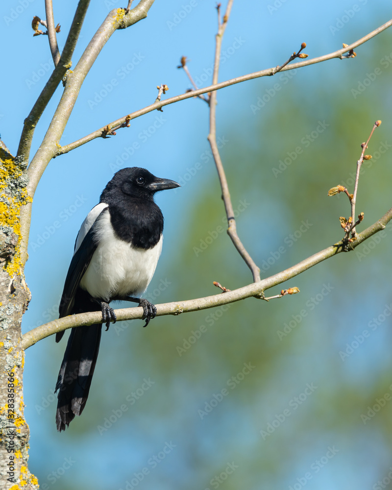 Bird photography, Eurasian magpie, common magpie, Pica pica, sits on a wooden branch without leafs. Sun is shining and the sky is blue. Blurred background, bokeh. Copy space for text and lettering. Bird photography, Eurasian magpie, common magpie, Pica pica, sits on a wooden branch without leafs. Sun is shining and the sky is blue. Blurred background, bokeh. Copy space for text and lettering.